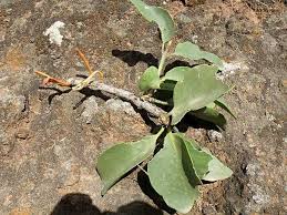 Image result for Phragmanthera