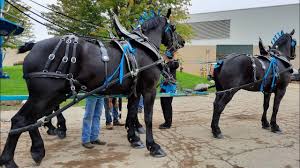 2021 Michigan Great Lakes International Draft Horse Show & Pull