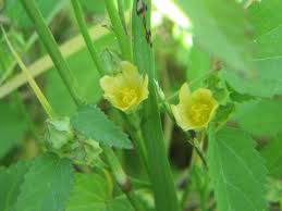 Image result for Sida ovata