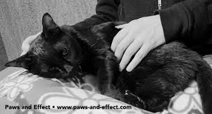The cat may turn weak to the point that it can no longer stand, and even collapse if at all it makes efforts to walk. Did I Do The Right Thing When I Had My Cat Euthanized Paws And Effect