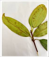 Image result for Cassipourea