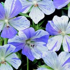 Image result for Geranium ocellatum