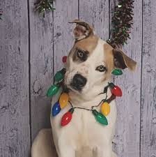 Maybe you would like to learn more about one of these? Animal Control Pet Adoption Jenks Ok