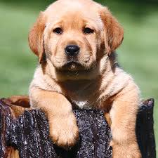 The labrador retriever (also known as the 'labrador' or 'lab') descends from the newfoundland dog and the st english labradors tend to be heavier and blockier than the american labradors which are usually with thousands of yellow lab puppies for sale and hundreds of yellow lab dog breeders. Country Labs English Style Labradors Fox Red Chocolate Black