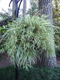 Image result for Chlorophytum