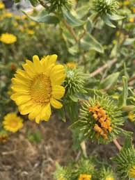 Image result for Asterochaete