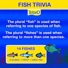 Read on for some hilarious trivia questions that will make your brain and your funny bone work overtime. Fish Trivia The Plural Fish Is Used When Referring To One Species Of Fish E G 10 Salmon Are 10 Fish The Plural Fishes Is Used Angel Fish Plurals Fish