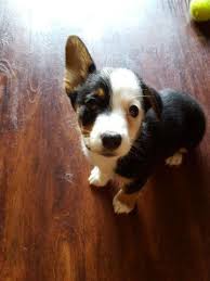 Look at pictures of corgi puppies in oregon who need a home. Welsh Corgi Puppies For Sale Oregon
