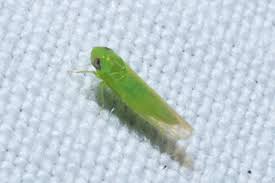 Image result for Empogona sp. A