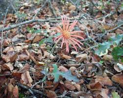 Image result for Launaea rarifolia