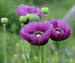 Beautiful Purple Poppies Purple Poppies Flower Photos Flowers