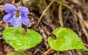 Image result for Viola abyssinica