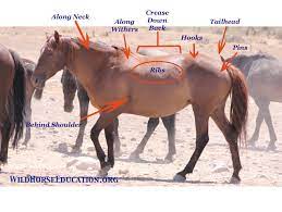 Body Scoring And The Wild Horse Wild Horse Education