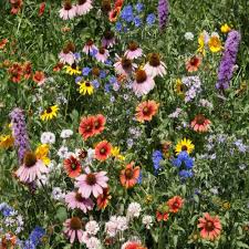 Download Northeast Wild Flower Seed Mix From Outsidepride