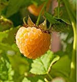 We did not find results for: 2 Fall Gold Raspberry Plant All Natural Grown Ready For Fall Planting Buy Online In Burkina Faso At Burkinafaso Desertcart Com Productid 203395454