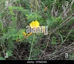 Image result for Cleome angustifolia