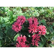 Image result for Justicia carnea