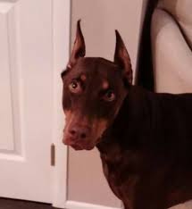 18 Dobermans - Us Lost Dog Registry Ideas Losing A Dog Doberman Find Pets
