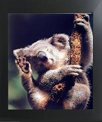 Baby Exotic Animals Google Animals Of All Kind Pinterest More Baby Exotic Animals Exotic Animals And Baby Animals Ideas