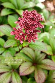 Image result for Rodgersia chocolate wings
