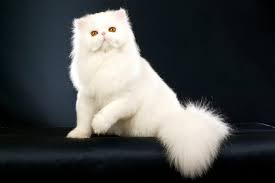 Kok bisa ya ada kucing lucu sekaligus super panjang. Jenis Kucing Persia Paling Lucu Dan Lovely Buat Dipelihara Semuanya Menggemaskan Merdeka Com