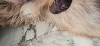 Image result for scrotum dog skin peeling