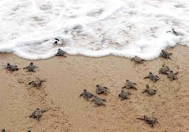 We did not find results for: Saving The Turtles Of Manabi Ecuador Las Olas Ecuador