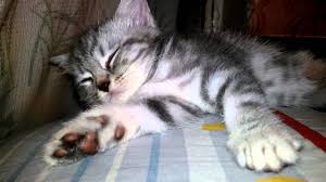 Some cats may be active at night as well, especially when they're kittens. Do Baby Kittens Sleep A Lot Kotenok Zasypaet Youtube
