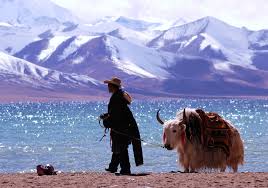 Tibet became one of the last major zones in buddhist asia to accept buddhist ideology and rituals into its culture, which assumed a unique position as the perceived source for true dharma study during the. Report An Iron Fist In A Green Glove Australia Tibet Council