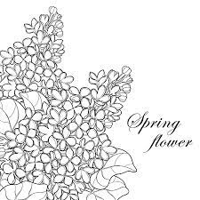bouquet avec contour lilas ou fleur de syringa bourgeon et feuille ornee en noir isole sur fond blanc dans un vase rond style pour accueillir dessin coloriage decepticons