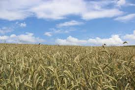 We did not find results for: Cornfield Grain Agriculture G Cereals Field Grain Fields Background Piqsels