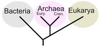 2 3 Diversity Of Life Biology Libretexts