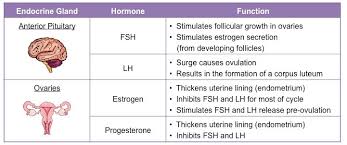 menstrual cycle bioninja