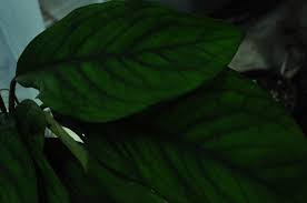 Image result for Culcasia falcifolia