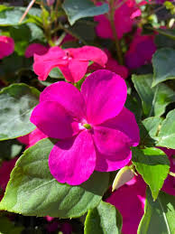 Image result for Impatiens wallerana