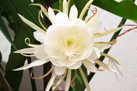 Image result for Hypericophyllum