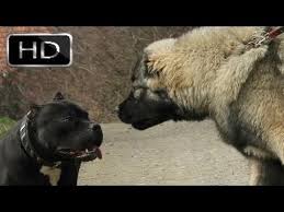 Kangal Mi Pitbull Mu Cevabi Siz Verin Diziler Burada Full Hd Videolari Full Hd 1080p Youtube