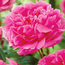 'margaret truman' is a pretty pink peony which blooms from spring until summer. Van Zyverden Peony Margaret Truman Dormant Bare Plant Root Partial Sun 3 6hrs Pink Walmart Com Walmart Com