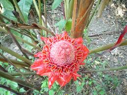 Image result for Laggera elatior