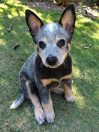 Black And White Australian Cattle Dog Mix Pin By My Info On Pets Austrailian Cattle Dog Blue Heeler Dogs Australian Dog Breeds