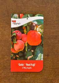 Ideal for limited space and both varieties can cross pollinate each other. Apple Multi Graft Gala Red Fuji Bagged Perth Wa Online Garden Centre