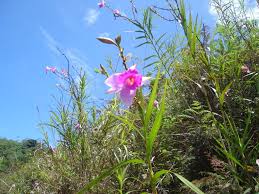 Bagi pokok orkid biasa terdapat jenis dendrobium pelbagai warna, oncidium, mokara dan vanda. Lukisan Pokok Bunga Orkid Cikimm Com