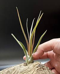 Image result for Bulbostylis clarkeana