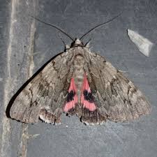 Image result for Catocala electa