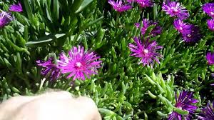 This plant can be invasive in some areas, so caution should be used when planting it. Ice Plant Delosperma Cooperi Orange Propagation In 3 Steps Bouturage En 2 Mn Wheels Of Wonder Youtube