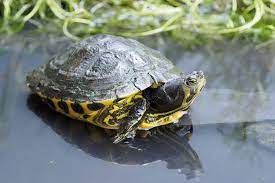On average a female will reach sizes between 12 and 14 inches (30 and 35 centimeters), while males usually reach sizes between 8 to 10 inches (20 to 25 centimeters). Yellow Bellied Slider Care Diet Size Tank Setup Everything Reptiles