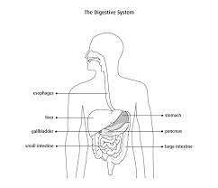 A black discoloration of the tongue is rarely due to any disease. Diagram Of The Digestive System Abdomen Anatomy Black And White Transparent Png Download 3430179 Vippng