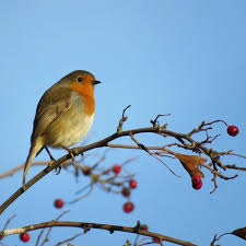 Today Is Rspb Love Nature Big Garden Watch This Is The World S Largest Wildlife Survey Taken For The Last 40 In 2020 Big Garden Birdwatch What Is A Bird Garden Watch