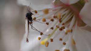 Erome bec gorton the doll is one of the top ladies who is