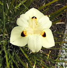 Image result for Dietes flavida